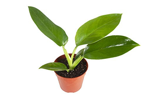 Philodendron Imperial Green - 4 inch from California Tropicals