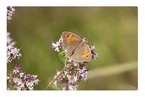 LESGAULEST Doormat Floor Rug/Mat -23.6 x 15.7 inch- - Butterfly Flower Nature Brown Butterfly Brown
