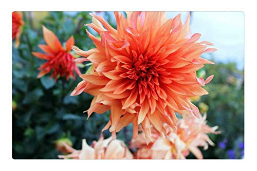 LESGAULEST Doormat Floor Rug/Mat -23.6 x 15.7 inch- - Orange Flower Flower Yellow Flower Orange Floral LESGAULEST Doormat Floor Rug/Mat -23.6 x 15.7 inch- - Orange Flower Flower Yellow Flower Orange Floral