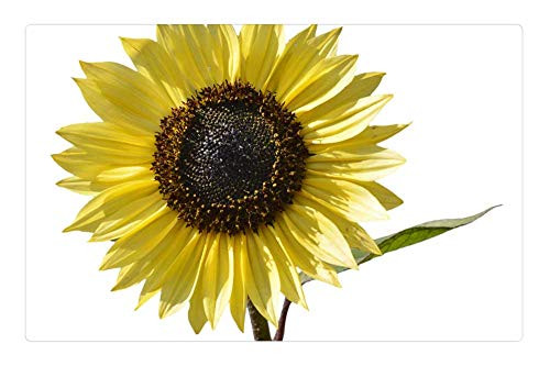 LESGAULEST Doormat Floor Rug/Mat -23.6 x 15.7 inch- - Sun Flower Flower Yellow Flower Bloom Blossom LESGAULEST Doormat Floor Rug/Mat -23.6 x 15.7 inch- - Sun Flower Flower Yellow Flower Bloom Blossom