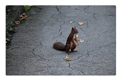 LESGAULEST Doormat Floor Rug/Mat -23.6 x 15.7 inch- - Squirrel Brown Wild Cute Nager Nature Rodent LESGAULEST Doormat Floor Rug/Mat -23.6 x 15.7 inch- - Squirrel Brown Wild Cute Nager Nature Rodent