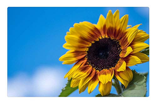 LESGAULEST Doormat Floor Rug/Mat -23.6 x 15.7 inch- - Sunflower Nature Yellow Natural Bright Sunny Sky