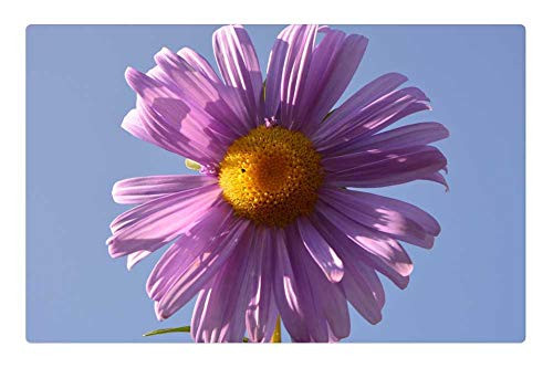 LESGAULEST Doormat Floor Rug/Mat -23.6 x 15.7 inch- - Flower Petals Violet Parma Yellow Nature Plant LESGAULEST Doormat Floor Rug/Mat -23.6 x 15.7 inch- - Flower Petals Violet Parma Yellow Nature Plant