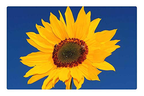LESGAULEST Doormat Floor Rug/Mat -23.6 x 15.7 inch- - Sun Flower Yellow Flower Blossom Bloom Summer LESGAULEST Doormat Floor Rug/Mat -23.6 x 15.7 inch- - Sun Flower Yellow Flower Blossom Bloom Summer