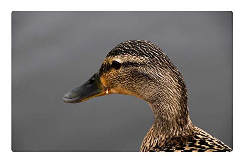 LESGAULEST Doormat Floor Rug/Mat -23.6 x 15.7 inch- - Duck Beak Nature Bird Spring Lake Pond Brown