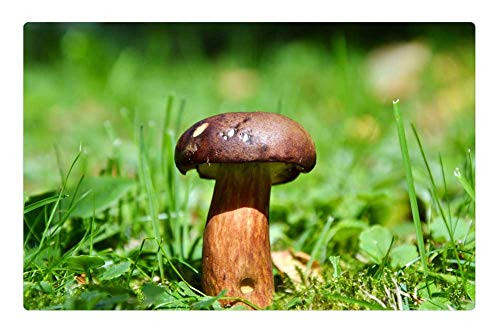 LESGAULEST Doormat Floor Rug/Mat -23.6 x 15.7 inch- - Cep Mushroom Tube Mushroom Brown Cap 2
