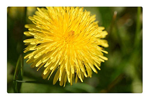 LESGAULEST Doormat Floor Rug/Mat -23.6 x 15.7 inch- - Dandelion Blossom Bloom Yellow Flower Plant 1