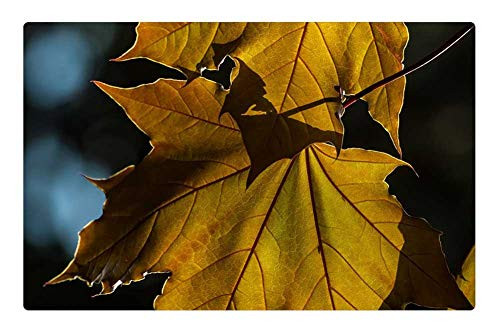 LESGAULEST Doormat Floor Rug/Mat -23.6 x 15.7 inch- - Maple Foliage Wood Plant Yellow Nature Seasons
