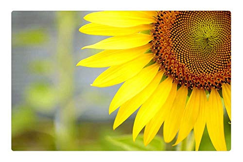 LESGAULEST Doormat Floor Rug/Mat -23.6 x 15.7 inch- - Flower Sun Sunflower Summer Flower Summer Yellow LESGAULEST Doormat Floor Rug/Mat -23.6 x 15.7 inch- - Flower Sun Sunflower Summer Flower Summer Yellow
