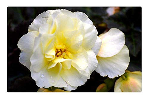 LESGAULEST Doormat Floor Rug/Mat -23.6 x 15.7 inch- - Blossom Bloom Yellow Yellow Flower Yellow Flowers LESGAULEST Doormat Floor Rug/Mat -23.6 x 15.7 inch- - Blossom Bloom Yellow Yellow Flower Yellow Flowers