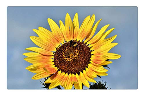 LESGAULEST Doormat Floor Rug/Mat -23.6 x 15.7 inch- - Sun Flower Hummel Plant Yellow Flowers Yellow LESGAULEST Doormat Floor Rug/Mat -23.6 x 15.7 inch- - Sun Flower Hummel Plant Yellow Flowers Yellow