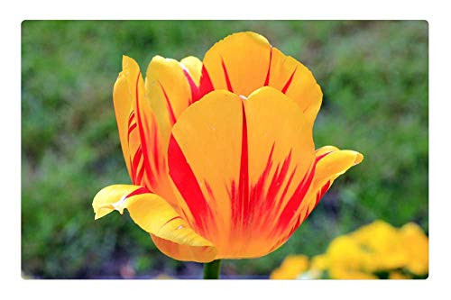 LESGAULEST Doormat Floor Rug/Mat -23.6 x 15.7 inch- - Plant Flower Tulip Yellow
