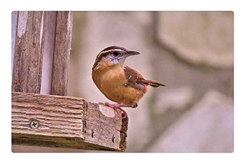 LESGAULEST Doormat Floor Rug/Mat -23.6 x 15.7 inch- - Bird Cute Brown and Tan Wildlife