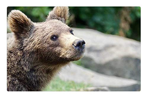 LESGAULEST Doormat Floor Rug/Mat -23.6 x 15.7 inch- - Brown Bear Young Animal Bear Animal Wild Animal