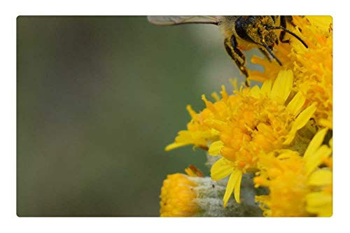 LESGAULEST Doormat Floor Rug/Mat -23.6 x 15.7 inch- - Fertilization Bee Flower Yellow Spring Nature 1