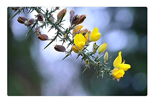 LESGAULEST Doormat Floor Rug/Mat -23.6 x 15.7 inch- - Broom Flowers Yellow Spring Flora Plants