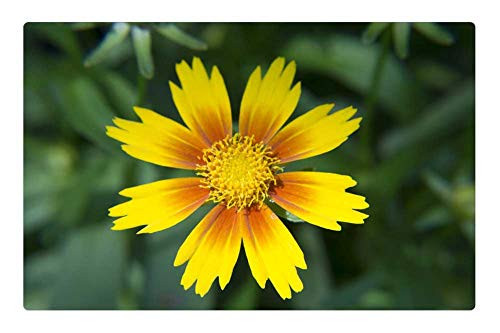 LESGAULEST Doormat Floor Rug/Mat -23.6 x 15.7 inch- - Yellow Orange Flower Bloom Garden Orange Yellow LESGAULEST Doormat Floor Rug/Mat -23.6 x 15.7 inch- - Yellow Orange Flower Bloom Garden Orange Yellow