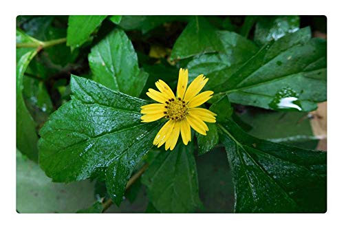 LESGAULEST Doormat Floor Rug/Mat -23.6 x 15.7 inch- - Sun Flower Yellow Flower Green Floral Leaf Plant