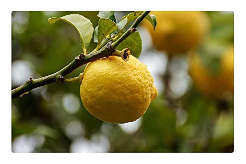 LESGAULEST Doormat Floor Rug/Mat -23.6 x 15.7 inch- - Citrus Limon Yellow Citrus Fruits Plant Fruit