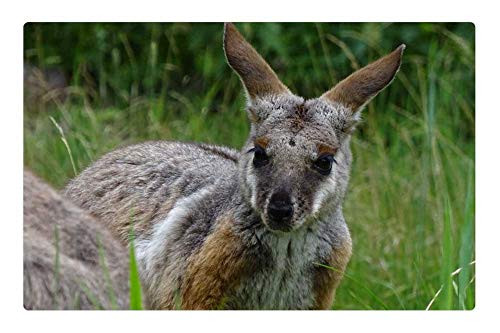 LESGAULEST Doormat Floor Rug/Mat -23.6 x 15.7 inch- - Kangaroo Zoo Mammal Animals Hairy Brown Animal LESGAULEST Doormat Floor Rug/Mat -23.6 x 15.7 inch- - Kangaroo Zoo Mammal Animals Hairy Brown Animal