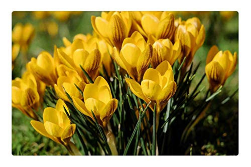 LESGAULEST Doormat Floor Rug/Mat -23.6 x 15.7 inch- - Crocus Flowers Bloom Yellow Spring Meadow LESGAULEST Doormat Floor Rug/Mat -23.6 x 15.7 inch- - Crocus Flowers Bloom Yellow Spring Meadow