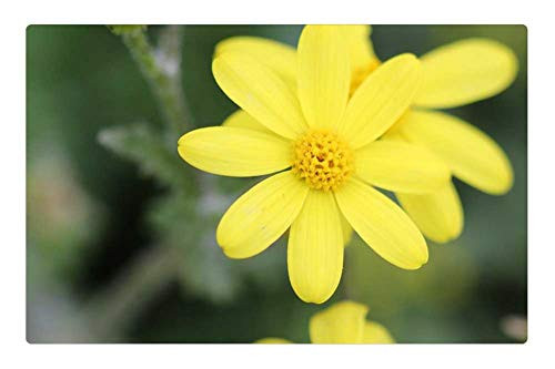 LESGAULEST Doormat Floor Rug/Mat -23.6 x 15.7 inch- - Green Yellow Flower Garden Plant Flowers 1 LESGAULEST Doormat Floor Rug/Mat -23.6 x 15.7 inch- - Green Yellow Flower Garden Plant Flowers 1