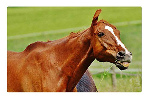 LESGAULEST Doormat Floor Rug/Mat -23.6 x 15.7 inch- - Horse Coupling Stallion Eat Paddock Brown Meadow 6