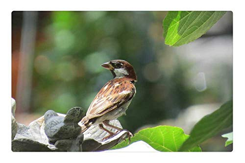 LESGAULEST Doormat Floor Rug/Mat -23.6 x 15.7 inch- - Bird Brown and Tan Cute Wildlife 1