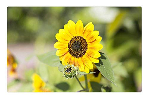 LESGAULEST Doormat Floor Rug/Mat -23.6 x 15.7 inch- - Sunflower Flower Bloom Y Yellow Blossom Nature LESGAULEST Doormat Floor Rug/Mat -23.6 x 15.7 inch- - Sunflower Flower Bloom Y Yellow Blossom Nature