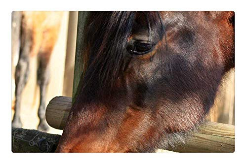 LESGAULEST Doormat Floor Rug/Mat -23.6 x 15.7 inch- - Horse Horse Head Brown Berber Curious Pet Equus
