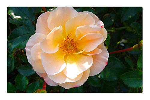 LESGAULEST Doormat Floor Rug/Mat -23.6 x 15.7 inch- - Plant Flower Nature Yellow Orange Garden Park LESGAULEST Doormat Floor Rug/Mat -23.6 x 15.7 inch- - Plant Flower Nature Yellow Orange Garden Park