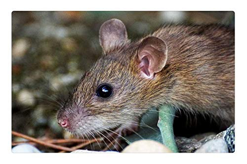 LESGAULEST Doormat Floor Rug/Mat -23.6 x 15.7 inch- - Mouse Nager Animal Cute Rodent Brown Nature 4 LESGAULEST Doormat Floor Rug/Mat -23.6 x 15.7 inch- - Mouse Nager Animal Cute Rodent Brown Nature 4