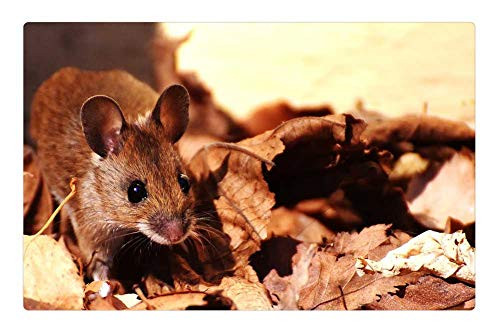 LESGAULEST Doormat Floor Rug/Mat -23.6 x 15.7 inch- - Wood Mouse Nager Cute Small Brown Mouse Nature 1 LESGAULEST Doormat Floor Rug/Mat -23.6 x 15.7 inch- - Wood Mouse Nager Cute Small Brown Mouse Nature 1
