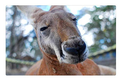 LESGAULEST Doormat Floor Rug/Mat -23.6 x 15.7 inch- - Kangaroo Marsupial Close Up Brown Fur Mammal LESGAULEST Doormat Floor Rug/Mat -23.6 x 15.7 inch- - Kangaroo Marsupial Close Up Brown Fur Mammal