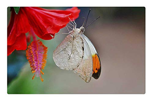 LESGAULEST Doormat Floor Rug/Mat -23.6 x 15.7 inch- - Butterfly Animal Insect Nature Animals Brown