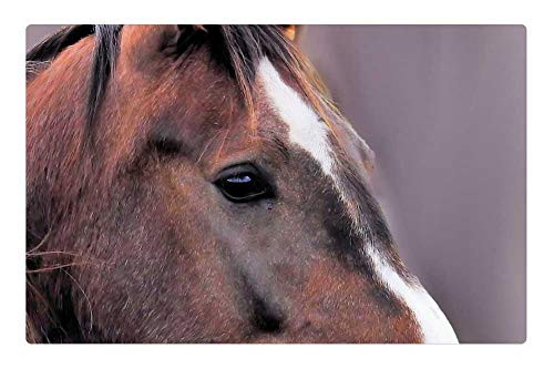 LESGAULEST Doormat Floor Rug/Mat -23.6 x 15.7 inch- - Horse Horse Head Animal Brown Pferdeportrait