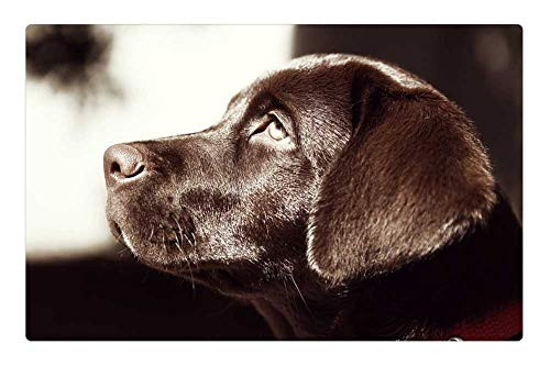 LESGAULEST Doormat Floor Rug/Mat -23.6 x 15.7 inch- - Labrador Dog Pet Canine Brown Faithful