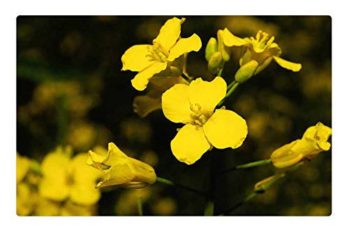 LESGAULEST Doormat Floor Rug/Mat -23.6 x 15.7 inch- - Oilseed Rape Rape Blossom Yellow Nature Agriculture