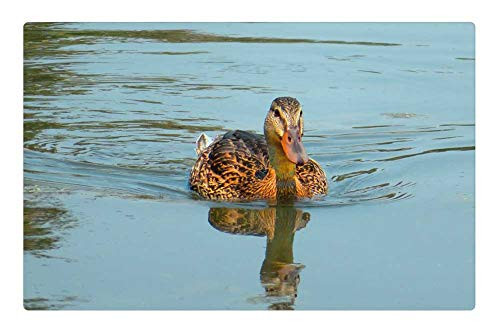 LESGAULEST Doormat Floor Rug/Mat -23.6 x 15.7 inch- - Duck Waterfowl Pond Water Wildlife Bird Brown LESGAULEST Doormat Floor Rug/Mat -23.6 x 15.7 inch- - Duck Waterfowl Pond Water Wildlife Bird Brown