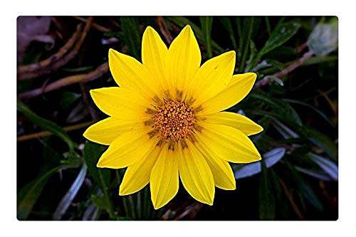 LESGAULEST Doormat Floor Rug/Mat -23.6 x 15.7 inch- - Yellow Flowers Nature Floral Plant Petal Blossom