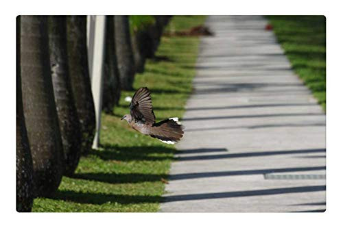 LESGAULEST Doormat Floor Rug/Mat -23.6 x 15.7 inch- - Pathway Bird Infinite Green Nature Side Forest