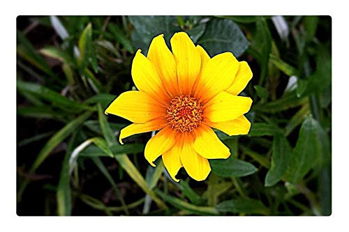 LESGAULEST Doormat Floor Rug/Mat -23.6 x 15.7 inch- - Yellow Flowers Nature Floral Plant Petal Blossom 1 LESGAULEST Doormat Floor Rug/Mat -23.6 x 15.7 inch- - Yellow Flowers Nature Floral Plant Petal Blossom 1