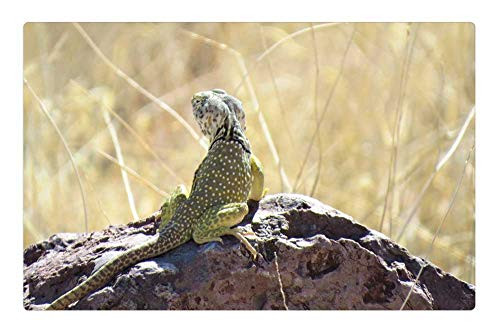 LESGAULEST Doormat Floor Rug/Mat -23.6 x 15.7 inch- - Reptile Lizard Yellow Wild Animal