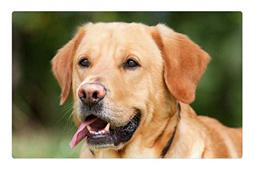 LESGAULEST Doormat Floor Rug/Mat -23.6 x 15.7 inch- - Dog Labrador Light Brown Hundeportrait Out