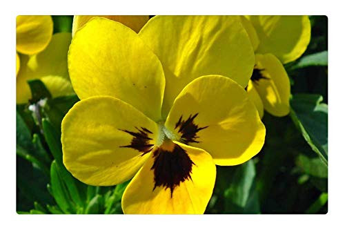 LESGAULEST Doormat Floor Rug/Mat -23.6 x 15.7 inch- - Flower Pansy Yellow Nature Plant Garden Closeup