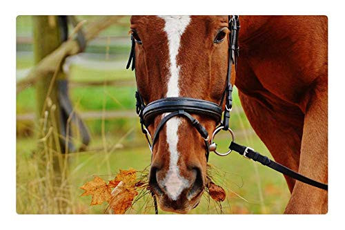 LESGAULEST Doormat Floor Rug/Mat -23.6 x 15.7 inch- - Horse Animal Ride Reiterhof Brown Coupling Meadow
