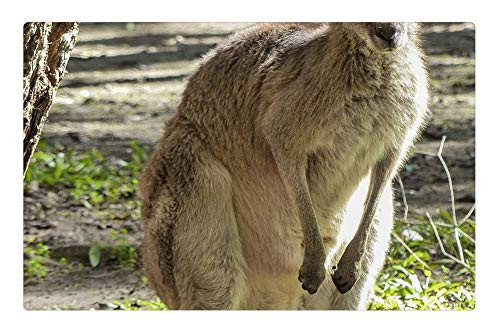 LESGAULEST Doormat Floor Rug/Mat -23.6 x 15.7 inch- - Kangaroo Wildlife Australia Animal Mammal Brown LESGAULEST Doormat Floor Rug/Mat -23.6 x 15.7 inch- - Kangaroo Wildlife Australia Animal Mammal Brown