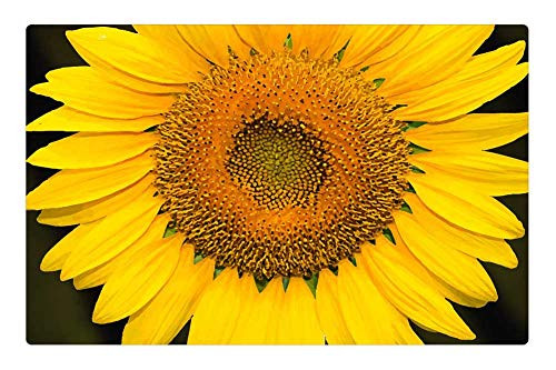 LESGAULEST Doormat Floor Rug/Mat -23.6 x 15.7 inch- - Nature Plant Summer Sunflower Yellow Flower Flower LESGAULEST Doormat Floor Rug/Mat -23.6 x 15.7 inch- - Nature Plant Summer Sunflower Yellow Flower Flower