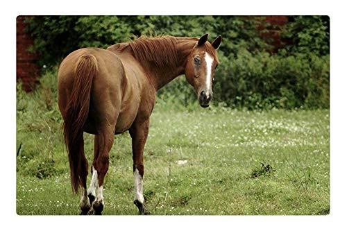 LESGAULEST Doormat Floor Rug/Mat -23.6 x 15.7 inch- - Horse Grass Animal Nature Green Brown
