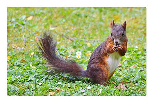 LESGAULEST Doormat Floor Rug/Mat -23.6 x 15.7 inch- - Squirrel Nager Rodent Brown Nut Possierlich Gnaw 4 LESGAULEST Doormat Floor Rug/Mat -23.6 x 15.7 inch- - Squirrel Nager Rodent Brown Nut Possierlich Gnaw 4